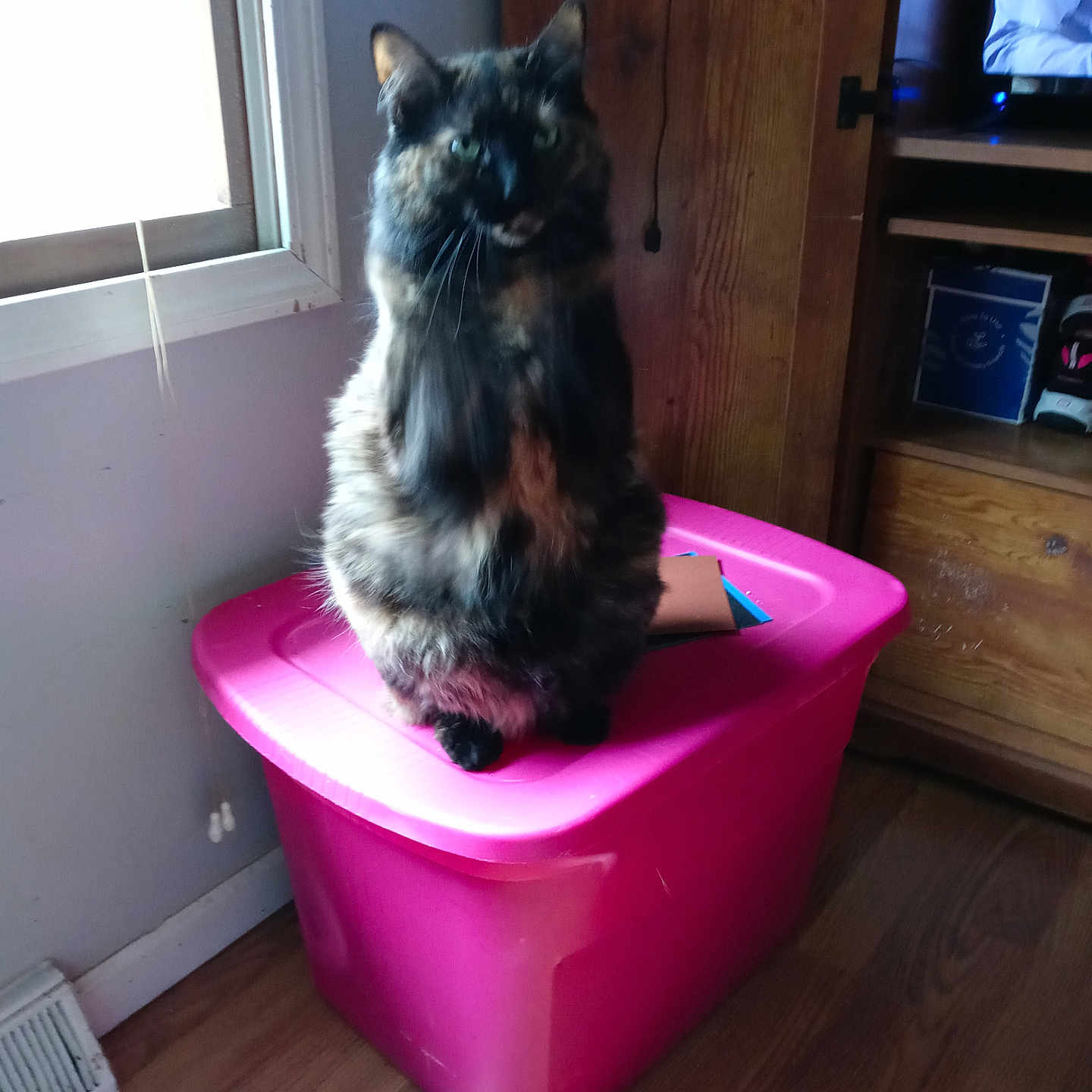 Sunshine is registered to the contest to win money with this photo: animal, cat, cozy, curtains, domestic, feline, flooring, furniture, home, indoor, natural_light, pet, pink_storage_bin, room, sitting, television, tortoiseshell, window, wooden_cabinet, wooden_floor