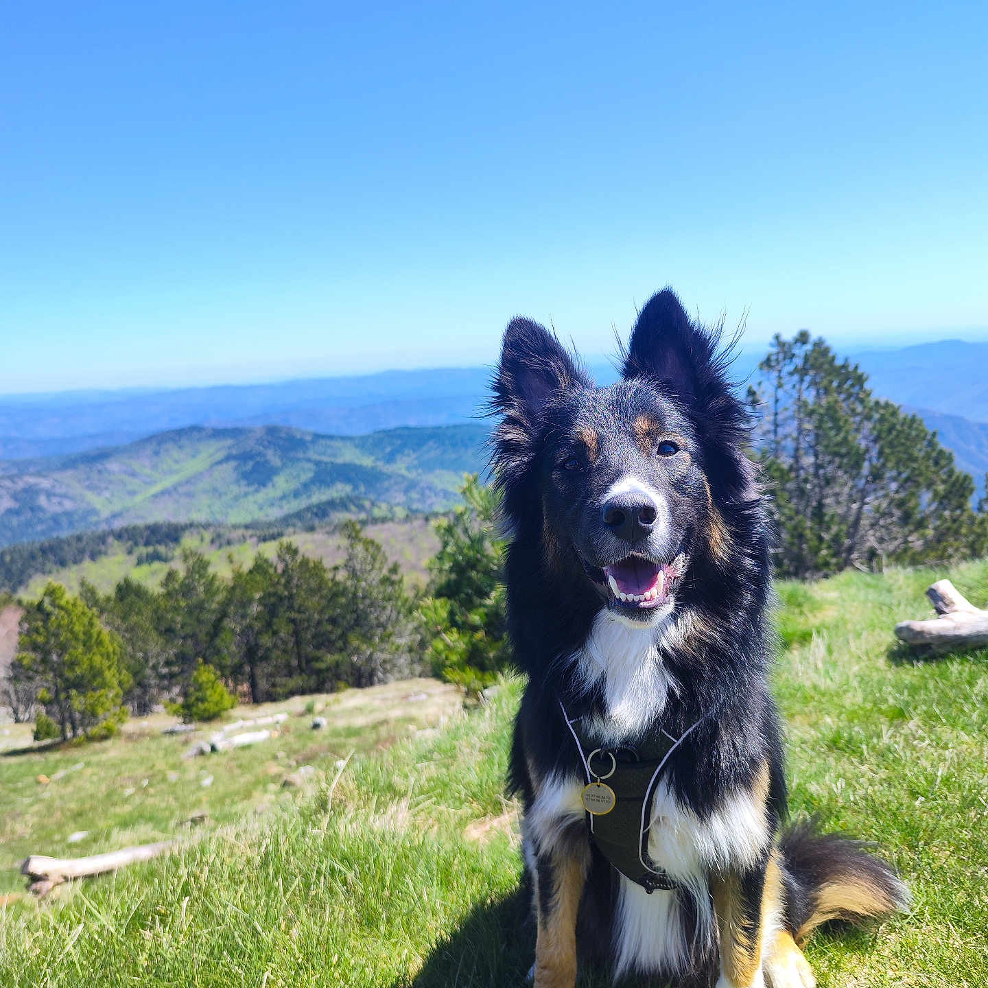 Nebraska participe au concours pour gagner de l'argent avec cette photo : animal, canine, cockerspaniel, collie, countryside, dog, field, germanshepherd, grass, grassland, husky, lawn, meadow, nature, outdoors, pet, plant, puppy, rural, tree
