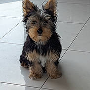 Cannelle participe au concours pour gagner de l'argent avec cette photo : dog, puppy, toy, ball, floor, tile, indoor, pet, cute, small_dog, fur, ears, black, brown, white, sitting, shadow, playful, animal, companion