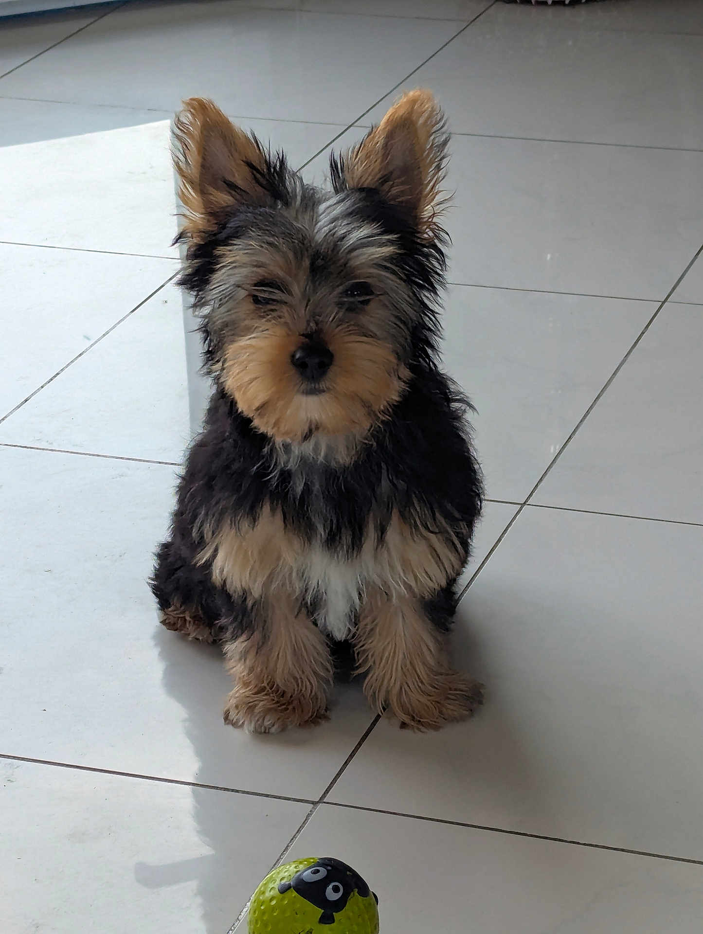 Cannelle participe au concours pour gagner de l'argent avec cette photo : dog, puppy, toy, ball, floor, tile, indoor, pet, cute, small_dog, fur, ears, black, brown, white, sitting, shadow, playful, animal, companion