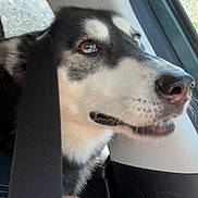 Lilya participe au concours pour gagner de l'argent avec cette photo : dog, husky, car, seatbelt, window, pet, animal, closeup, sideview, indoor, transportation, looking, fur, canine, muzzle, snout, black, white, blue_eyes, calm