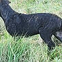 Atila a rejoint le concours — aidez-le/la à gagner de superbes lots ! dog, black_dog, wet, grass, field, outdoor, animal, canine, nature, fur, side_view, standing, pet, mammal, grassland, daylight, wildlife, back_view, alert, environment