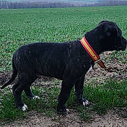 Atila participe au concours pour gagner de l'argent avec cette photo : puppy, dog, black_dog, collar, grass, field, outdoor, dirt, animal, nature, young_dog, side_view, standing, canine, pet, alert, landscape, greenery, earth, rural
