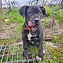 Atila a rejoint le concours — aidez-le/la à gagner de superbes lots ! puppy, dog, black_dog, tongue_out, metal_grate, vineyard, grass, dirt, outdoor, nature, cloudy_sky, playful, young_dog, collar, curious, animal, pet, field, rustic, muzzle