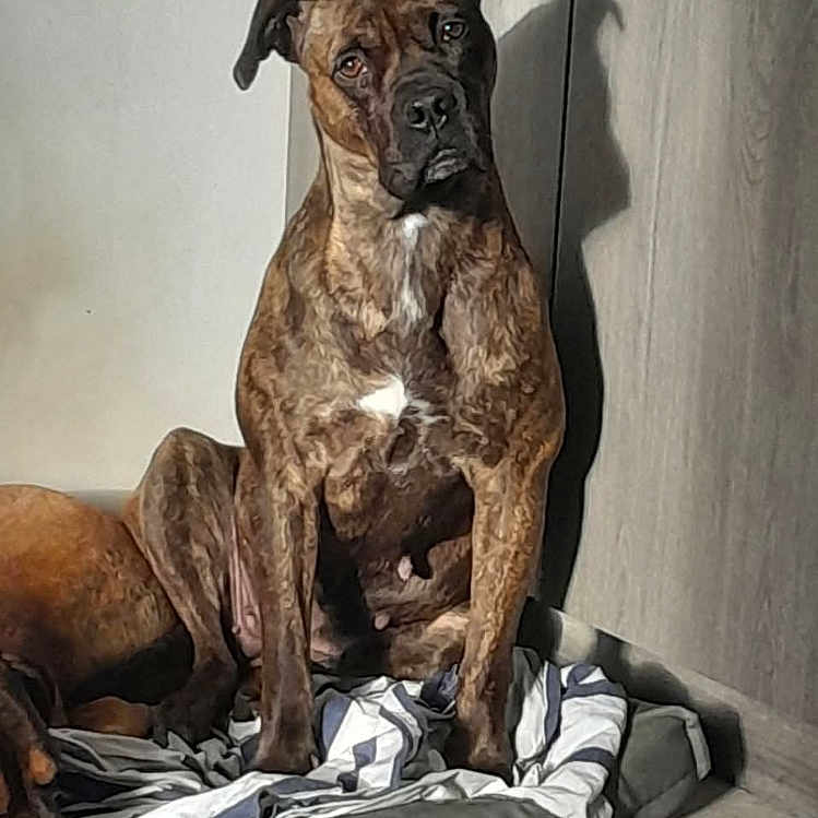 Cally participe au concours pour gagner de l'argent avec cette photo : animal, blanket, brindle, brown, canine, companion, curious, dog, domestic, floor, indoor, pet, resting, shadow, shoe, sitting, striped_blanket, two_dogs, white_patch, wooden_wall