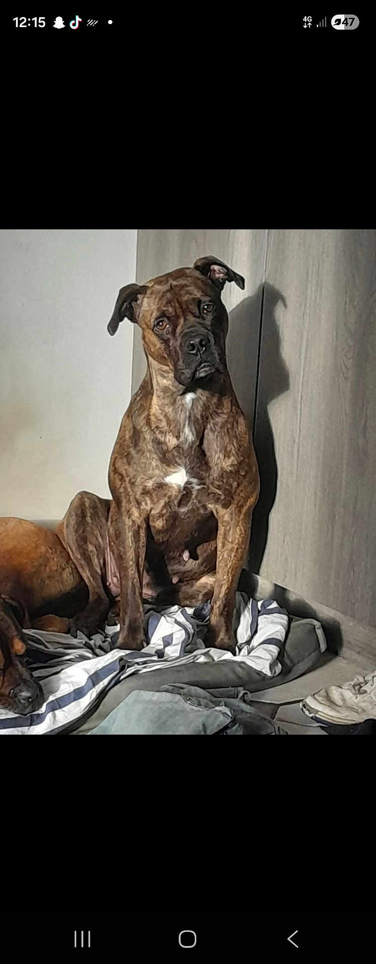 Cally participe au concours pour gagner de l'argent avec cette photo : dog, brindle, pet, indoor, blanket, striped_blanket, wooden_wall, shadow, floor, shoe, curious, sitting, resting, companion, animal, domestic, canine, two_dogs, brown, white_patch