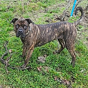 Cally participe au concours pour gagner de l'argent avec cette photo : dog, brindle_coat, grass, outdoor, pet, animal, canine, tail, ears, collar, alert, standing, nature, greenery, leaf, curious, muzzle, four_legs, fence, pole