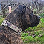 Cally participe au concours pour gagner de l'argent avec cette photo : dog, brindle, collar, camouflage, studs, vineyard, grapevines, grass, outdoor, side_profile, pet, animal, nature, field, leaves, fence, quiet, daytime, brown, canine