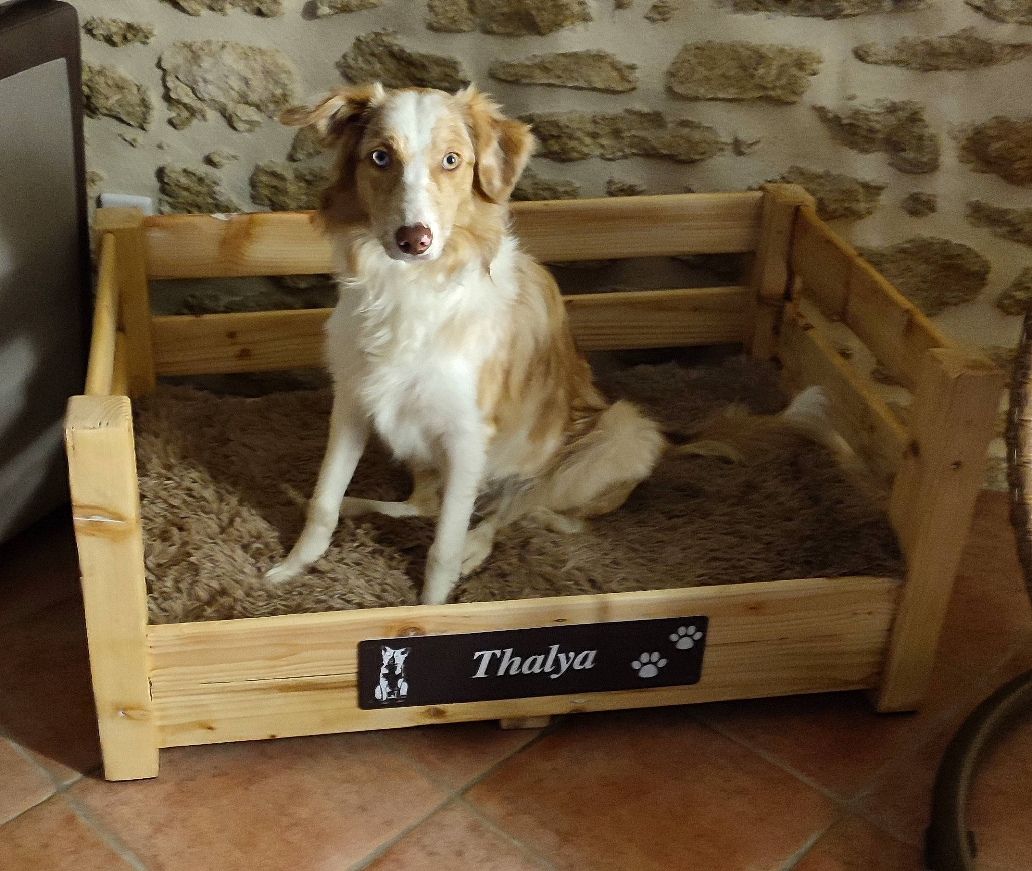 Thalya a rejoint le concours — aidez-le/la à gagner de superbes lots ! canidae, carnivore, chair, companion_dog, dog, dog_breed, fawn, flooring, gun_dog, hardwood, outdoor_furniture, paw, pet_supply, picture_frame, rectangle, sporting_group, tire, wheel, wood, working_animal