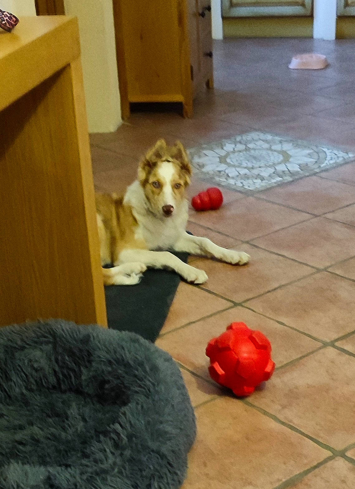 Thalya a rejoint le concours — aidez-le/la à gagner de superbes lots ! carnivore, chair, comfort, companion_dog, dog, dog_breed, dog_supply, fawn, floor, flooring, hardwood, home, laminate_flooring, living_room, room, tile_flooring, toy, wood, wood_flooring, wood_stain