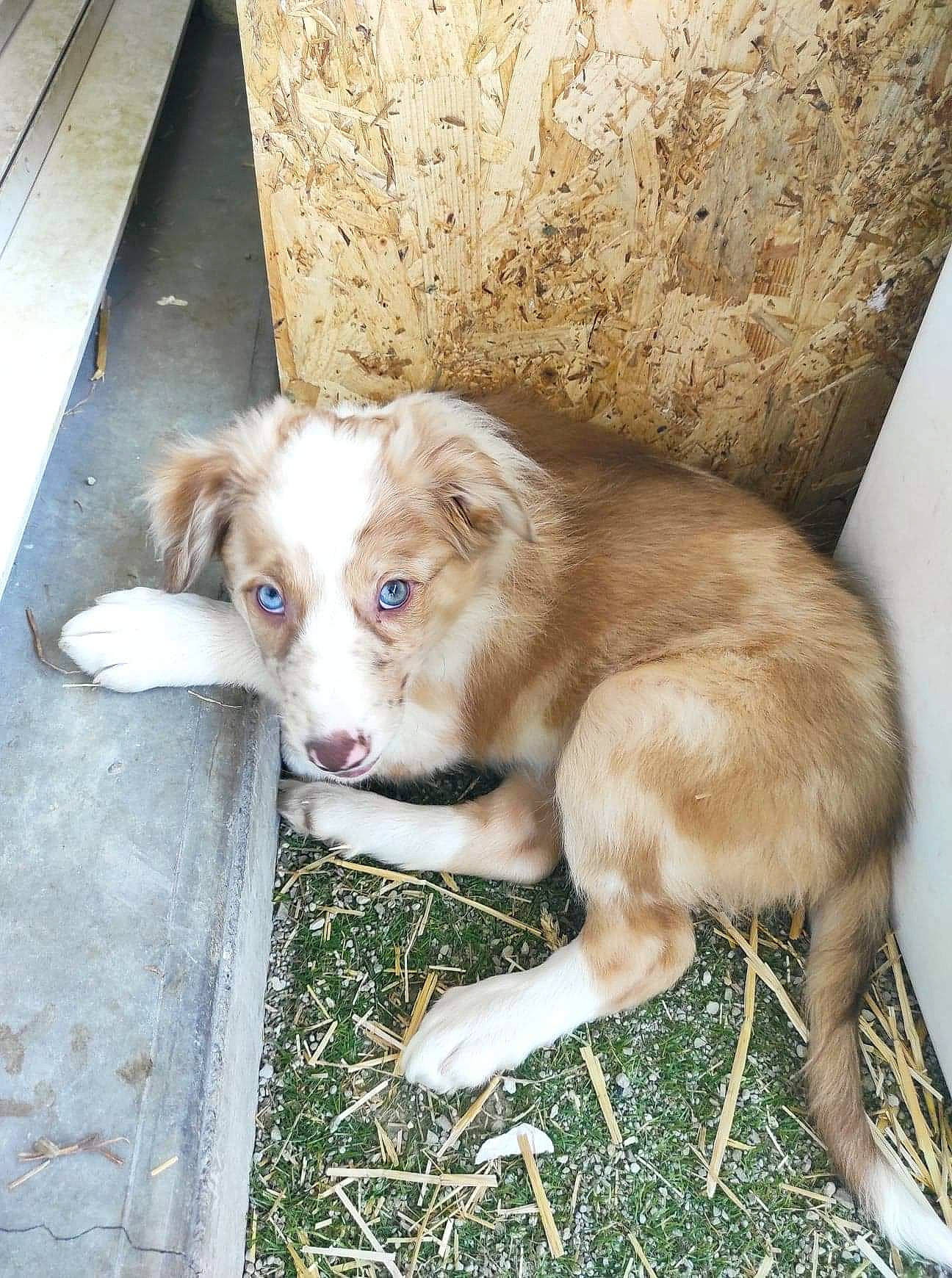 Thalya participe au concours pour gagner de l'argent avec cette photo : canidae, carnivore, companion_dog, dog_breed, fawn, felidae, fur, grass, liver, livestock, plant, snout, sporting_group, terrestrial_animal, whiskers, wood, working_animal