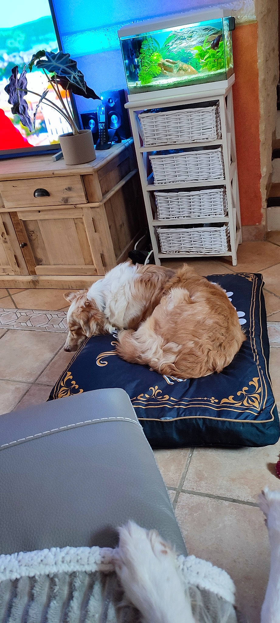 Thalya a rejoint le concours — aidez-le/la à gagner de superbes lots ! blue, cabinetry, canidae, carnivore, chair, comfort, companion_dog, couch, dog, dog_breed, felidae, flooring, fur, hardwood, houseplant, living_room, room, small_to_medium_sized_cats, sporting_group, wood