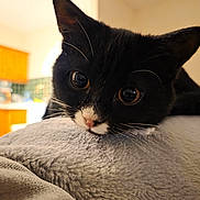 Ozzy joined the competition — help win amazing prizes! cat, kitten, black_and_white, close_up, face, whiskers, blanket, soft_texture, indoors, cozy, resting, curious, wide_eyes, fur, pet, animal, kitchen, background_blur, warm_light, young