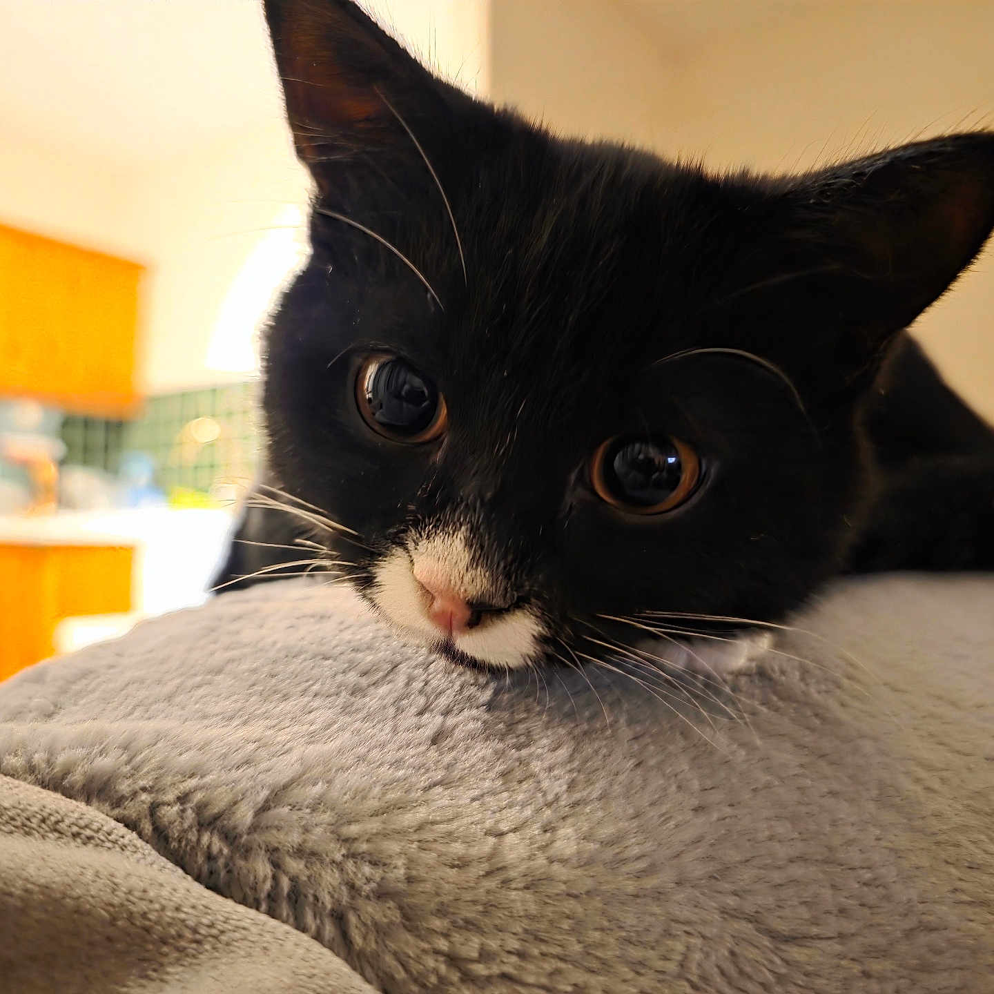 Ozzy joined the competition — help win amazing prizes! animal, background_blur, black_and_white, blanket, cat, close_up, cozy, curious, face, fur, indoors, kitchen, kitten, pet, resting, soft_texture, warm_light, whiskers, wide_eyes, young