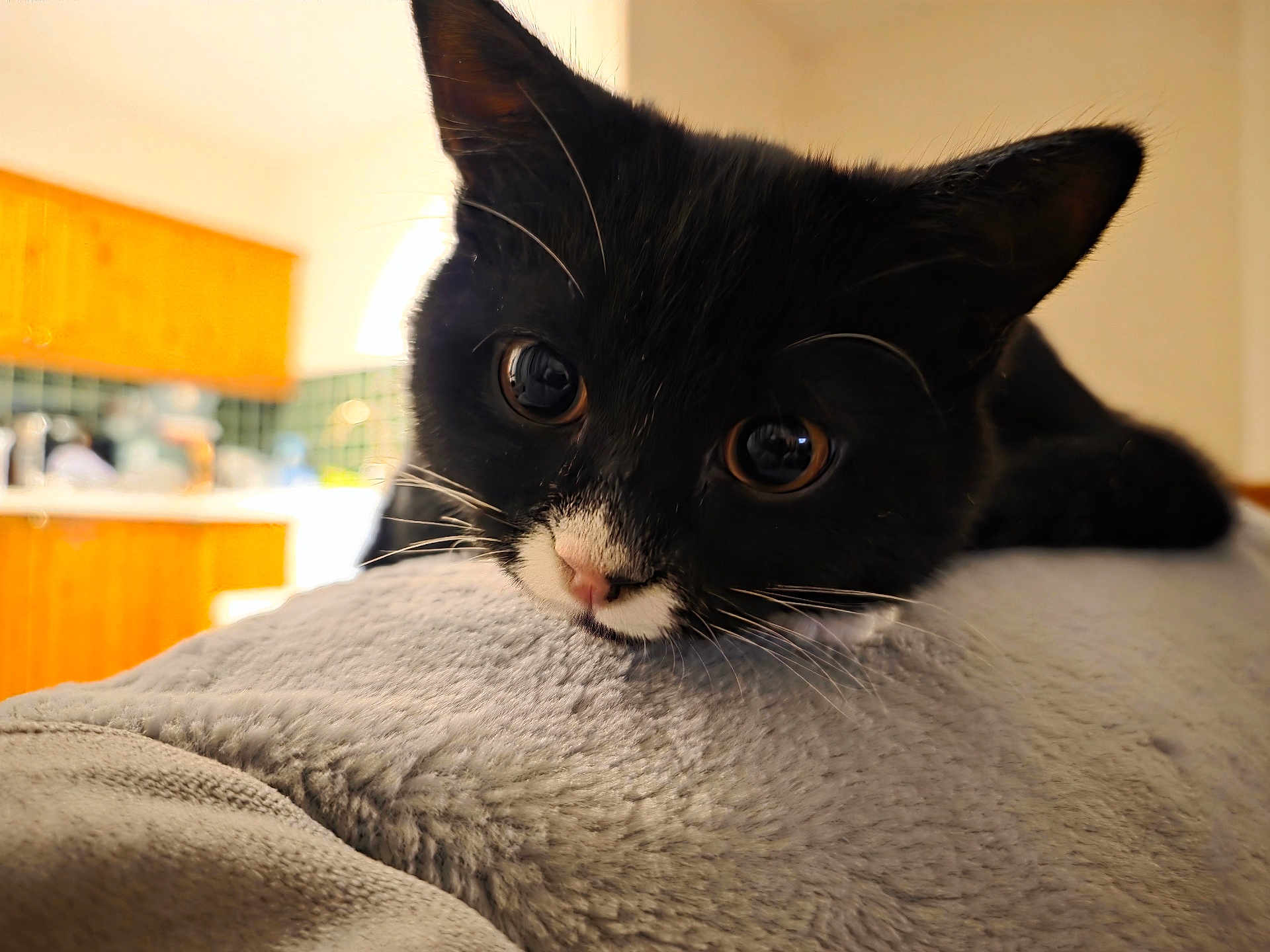 Ozzy joined the competition — help win amazing prizes! cat, kitten, black_and_white, close_up, face, whiskers, blanket, soft_texture, indoors, cozy, resting, curious, wide_eyes, fur, pet, animal, kitchen, background_blur, warm_light, young