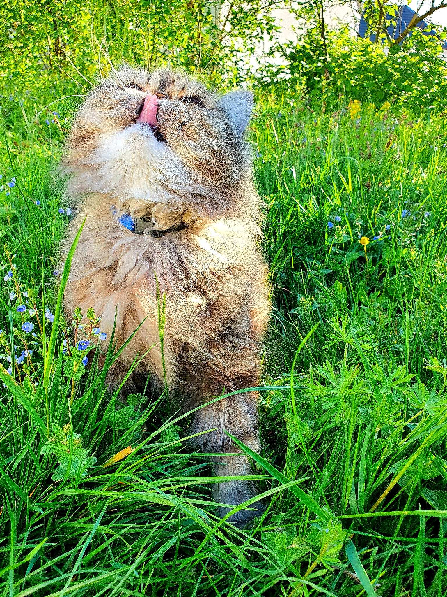 Maurice a rejoint le concours — aidez-le/la à gagner de superbes lots ! carnivore, cat, companion_dog, dog_breed, fawn, felidae, flower, fur, grass, grassland, groundcover, lawn, people_in_nature, plant, small_to_medium_sized_cats, snout, tail, terrestrial_animal, tree, whiskers