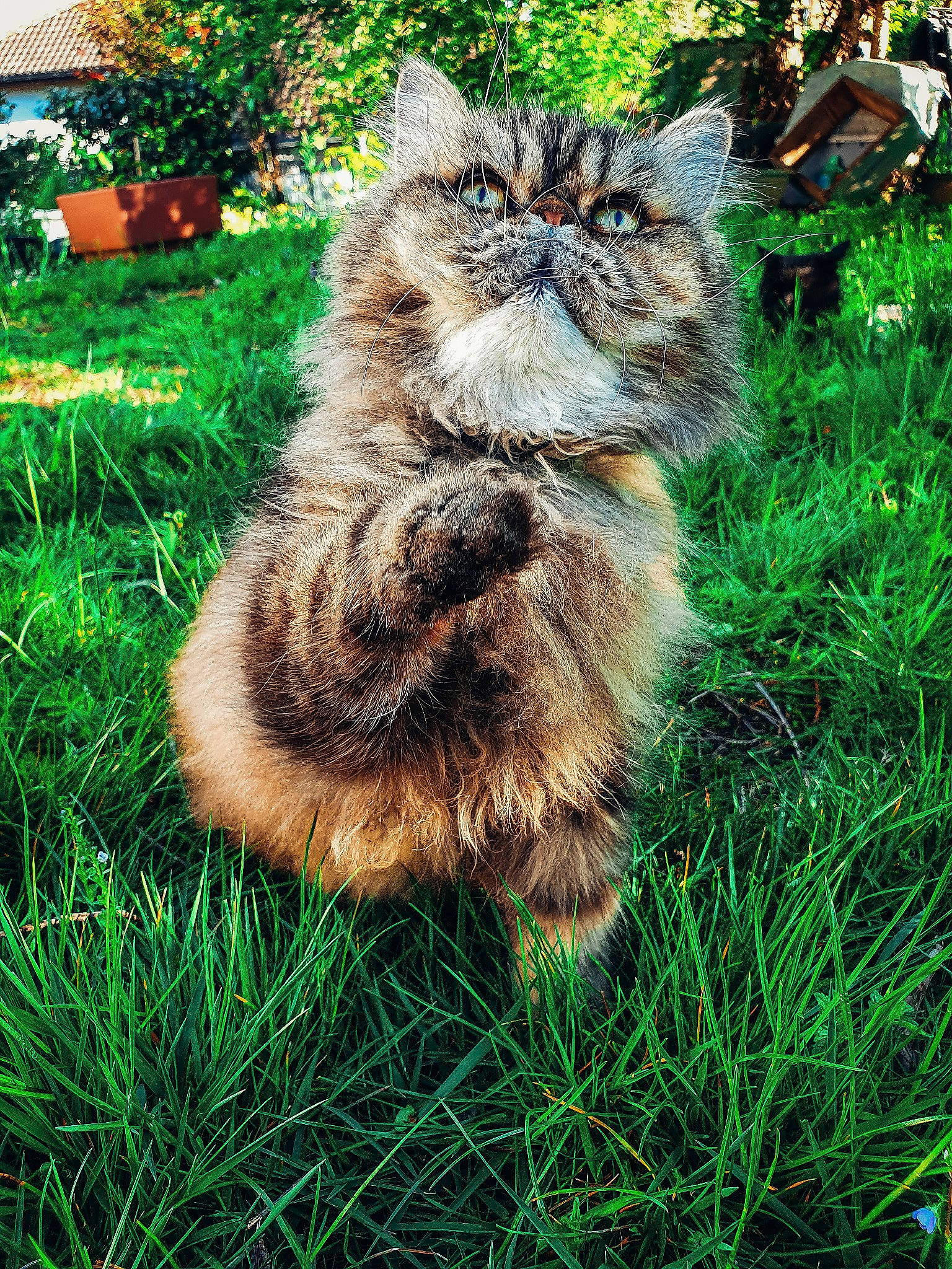 Maurice participe au concours pour gagner de l'argent avec cette photo : carnivore, cat, claw, domestic_short_haired_cat, fawn, felidae, fur, grass, grass_family, green, groundcover, lawn, people_in_nature, plant, small_to_medium_sized_cats, snout, soil, tail, terrestrial_animal, whiskers