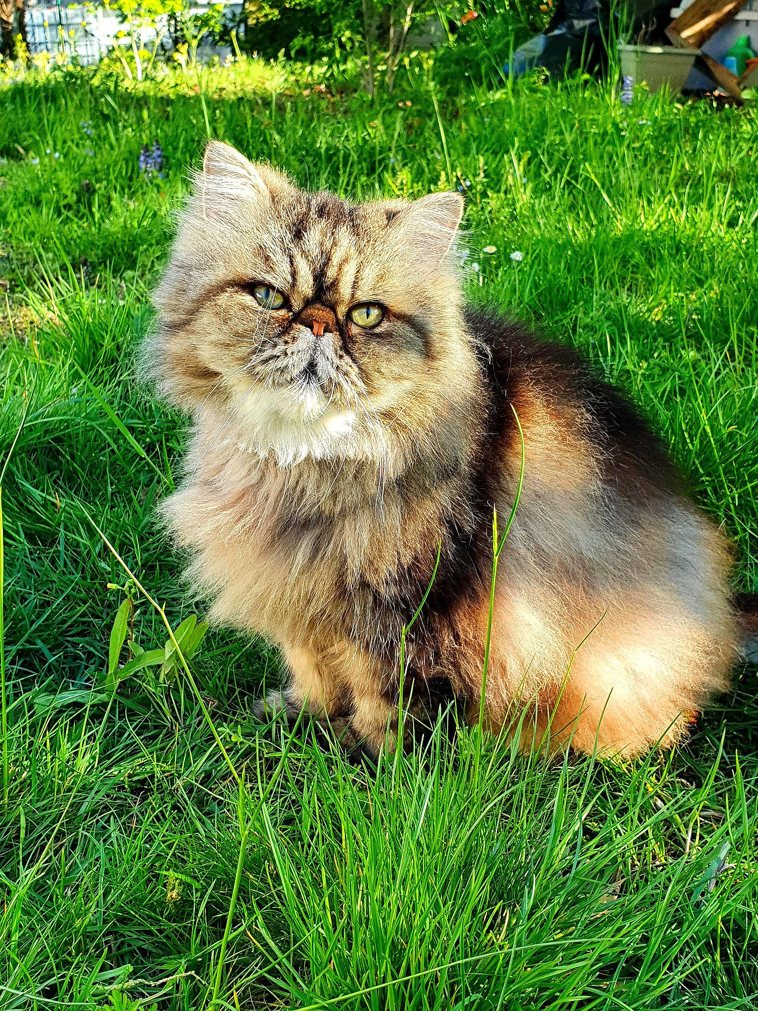 Maurice participe au concours pour gagner de l'argent avec cette photo : art, canidae, carnivore, cat, domestic_short_haired_cat, eye, fawn, felidae, fur, grass, groundcover, plant, small_to_medium_sized_cats, snout, soil, tail, terrestrial_animal, tree, whiskers, wildlife
