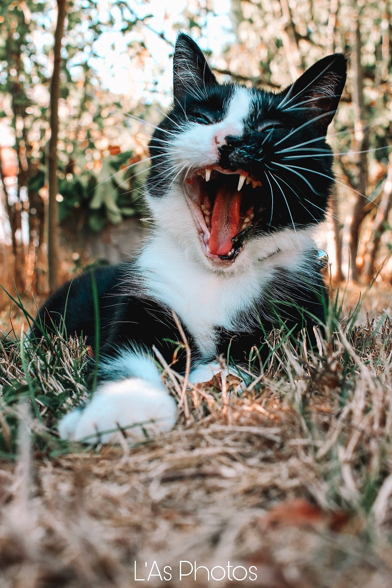 Gribouille participe au concours pour gagner de l'argent avec cette photo : carnivore, cat, dog_breed, felidae, fur, grass, happy, human_body, people_in_nature, plant, sky, small_to_medium_sized_cats, snout, tail, terrestrial_animal, tree, twig, whiskers, wood, yawn