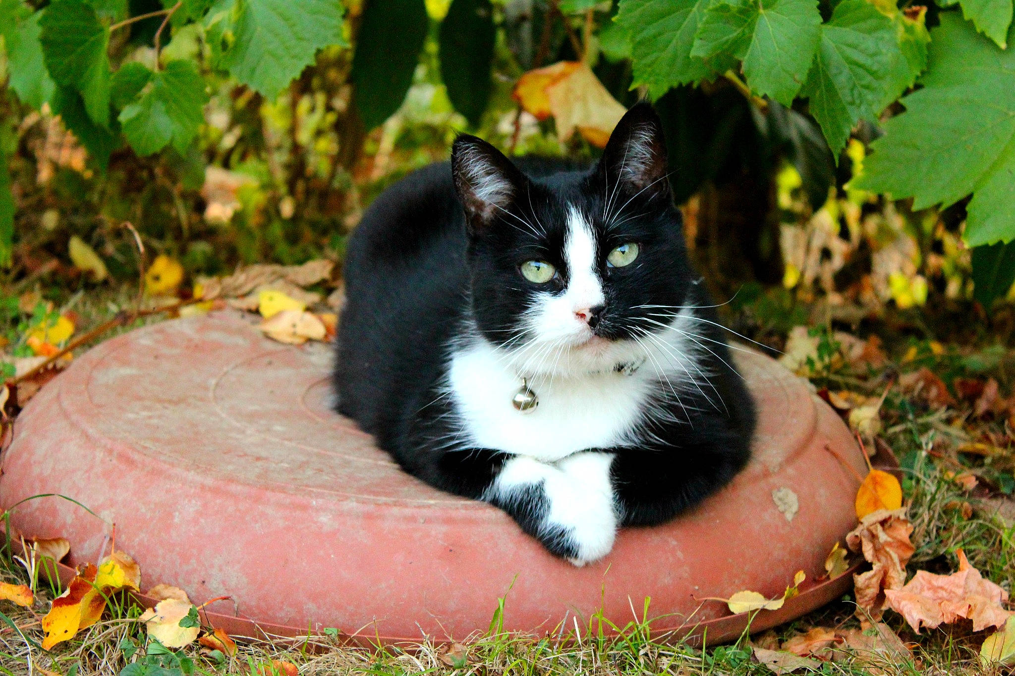 Gribouille a rejoint le concours — aidez-le/la à gagner de superbes lots ! annual_plant, autumn, carnivore, cat, domestic_short_haired_cat, felidae, fur, garden, grass, groundcover, leaf, plant, sitting, small_to_medium_sized_cats, snout, tail, terrestrial_animal, tree, whiskers, wildlife