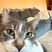 Daryl joined the competition — help win amazing prizes! cat, feline, pet, gray_and_white, green_eyes, close_up, portrait, whiskers, ears, nose, fur, animal_face, indoor, couch, blanket, home, cozy, sitting, looking_at_camera, photography