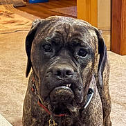 Bagherra is registered to the contest to win money with this photo: dog, mastiff, large_dog, brindle, wrinkled_face, portrait, close_up, indoors, home, carpet, wood_floor, collar, dog_tag, brown_coat, black_coat, floppy_ears, serious_expression, pet, animal, photography