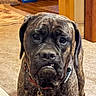 dog, mastiff, large_dog, brindle, wrinkled_face, portrait, close_up, indoors, home, carpet, wood_floor, collar, dog_tag, brown_coat, black_coat, floppy_ears, serious_expression, pet, animal, photography