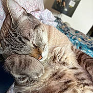 Rick joined the competition — help win amazing prizes! cat, sleeping, tabby, feline, pet, animal, whiskers, paws, fur, striped, cozy, nap, relaxed, indoor, portrait, close_up, patterned_fabric, chair, soft_lighting, cute