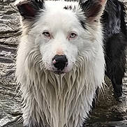 Ice a rejoint le concours — aidez-le/la à gagner de superbes lots ! dog, wet, water, animal, canine, black_and_white, fur, portrait, outdoor, standing, face, ears, eyes, nature, river, pet, mammal, looking, closeup, majestic