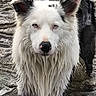 dog, wet, water, animal, canine, black_and_white, fur, portrait, outdoor, standing, face, ears, eyes, nature, river, pet, mammal, looking, closeup, majestic