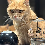 Tokyo participe au concours pour gagner de l'argent avec cette photo : abyssinian, angora, animal, bell, candle, cat, glass, helmet, jar, kitten, lamp, lantern, lighting, manx, pet, pottery, sphere, vase