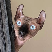 Wydenn participe au concours pour gagner de l'argent avec cette photo : animal, beige_background, blue_eyes, cat_face, close_up, curiosity, curious, cute, domestic_animal, feline, hairless_cat, indoor, large_ears, peeking, pet, portrait, sphynx_cat, texture, worn_fabric, wrinkled_skin