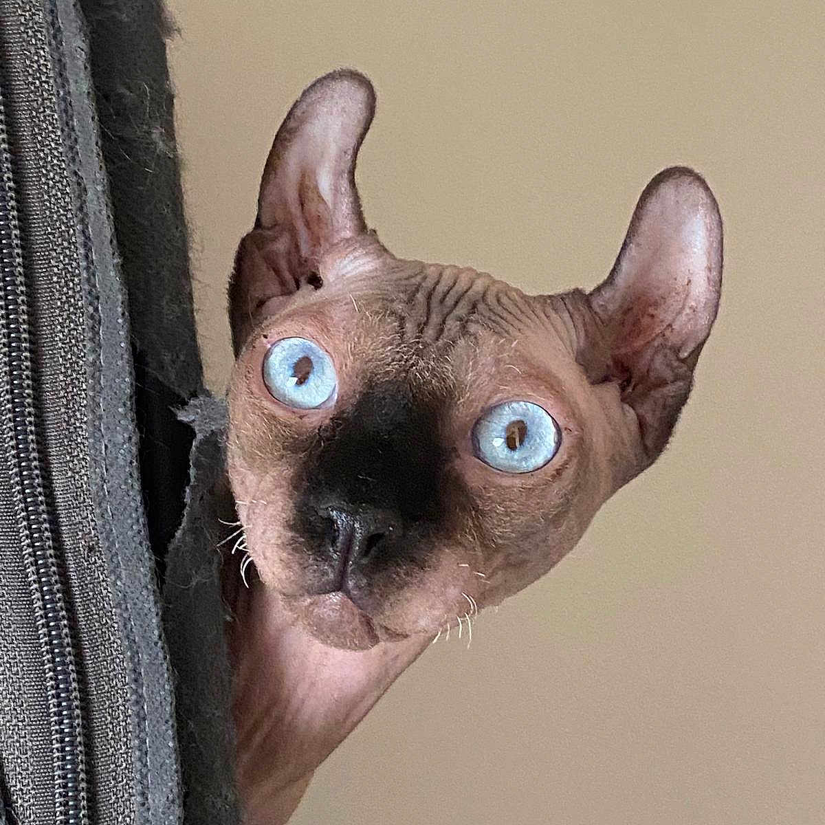 Wydenn participe au concours pour gagner de l'argent avec cette photo : animal, beige_background, blue_eyes, cat_face, close_up, curiosity, curious, cute, domestic_animal, feline, hairless_cat, indoor, large_ears, peeking, pet, portrait, sphynx_cat, texture, worn_fabric, wrinkled_skin
