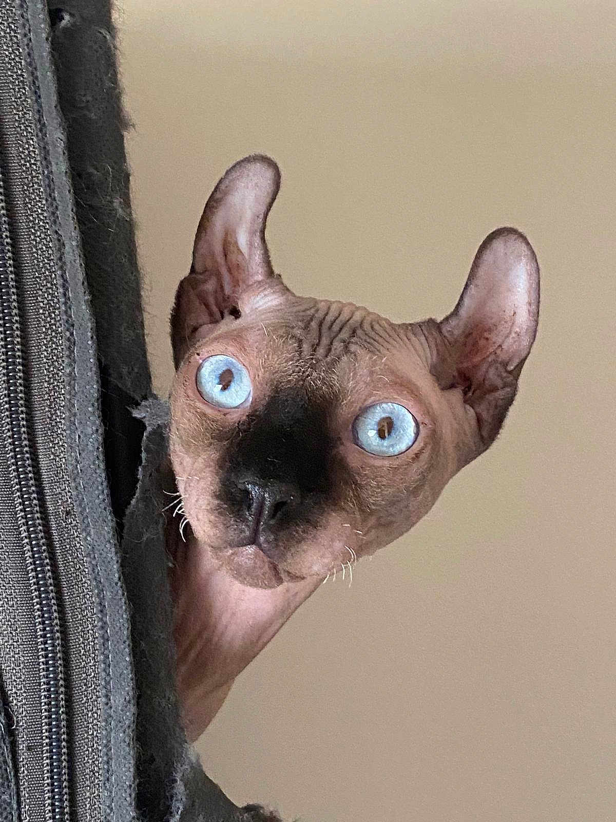 Wydenn participe au concours pour gagner de l'argent avec cette photo : animal, beige_background, blue_eyes, cat_face, close_up, curiosity, curious, cute, domestic_animal, feline, hairless_cat, indoor, large_ears, peeking, pet, portrait, sphynx_cat, texture, worn_fabric, wrinkled_skin