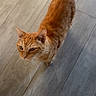 cat, orange_tabby, ginger_cat, feline, pet, animal, whiskers, ears, tail, fur, striped_fur, green_eyes, looking_up, standing, indoor, tile_floor, home, portrait, candid_photo, slippers