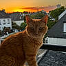 Tysha a rejoint le concours — aidez-le/la à gagner de superbes lots ! cat, ginger_cat, orange_fur, pet, animal, feline, sitting, windowsill, balcony, sunset, rooftops, neighborhood, outdoors, portrait, looking_at_camera, whiskers, ears, tail, warm_lighting, scenic