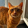 cat, orange_cat, ginger_cat, feline, pet, animal, whiskers, ears, eyes, fur, standing, portrait, closeup, window, sunlight, indoors, homesetting, food_mat, metal_bowl, ginger_fur