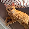 Tysha participe au concours pour gagner de l'argent avec cette photo : cat, orange_tabby, feline, pet, animal, lying_down, lounging, relaxed, sleepy, squinting, whiskers, ears, paws, fur, striped, couch, sofa, blanket, indoor, portrait