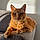 Tysha