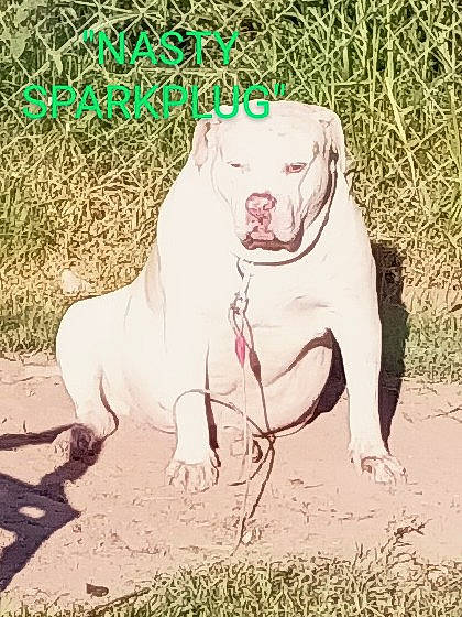 Sparkplug joined the competition — help win amazing prizes! art, canidae, carnivore, collar, companion_dog, dog, dog_breed, dog_collar, dog_supply, fawn, grass, gun_dog, non_sporting_group, pet_supply, snout, soil, sporting_group, tail, terrestrial_animal, working_animal