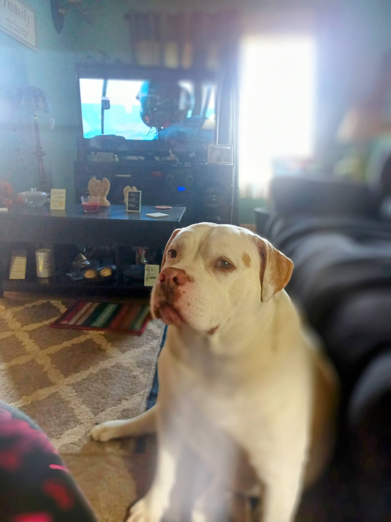 Sparkplug joined the competition — help win amazing prizes! cable_television, canidae, carnivore, collar, companion_dog, display_device, dog, dog_breed, dog_collar, fawn, flooring, fur, guard_dog, retriever, snout, sporting_group, television, television_set, whiskers, working_animal