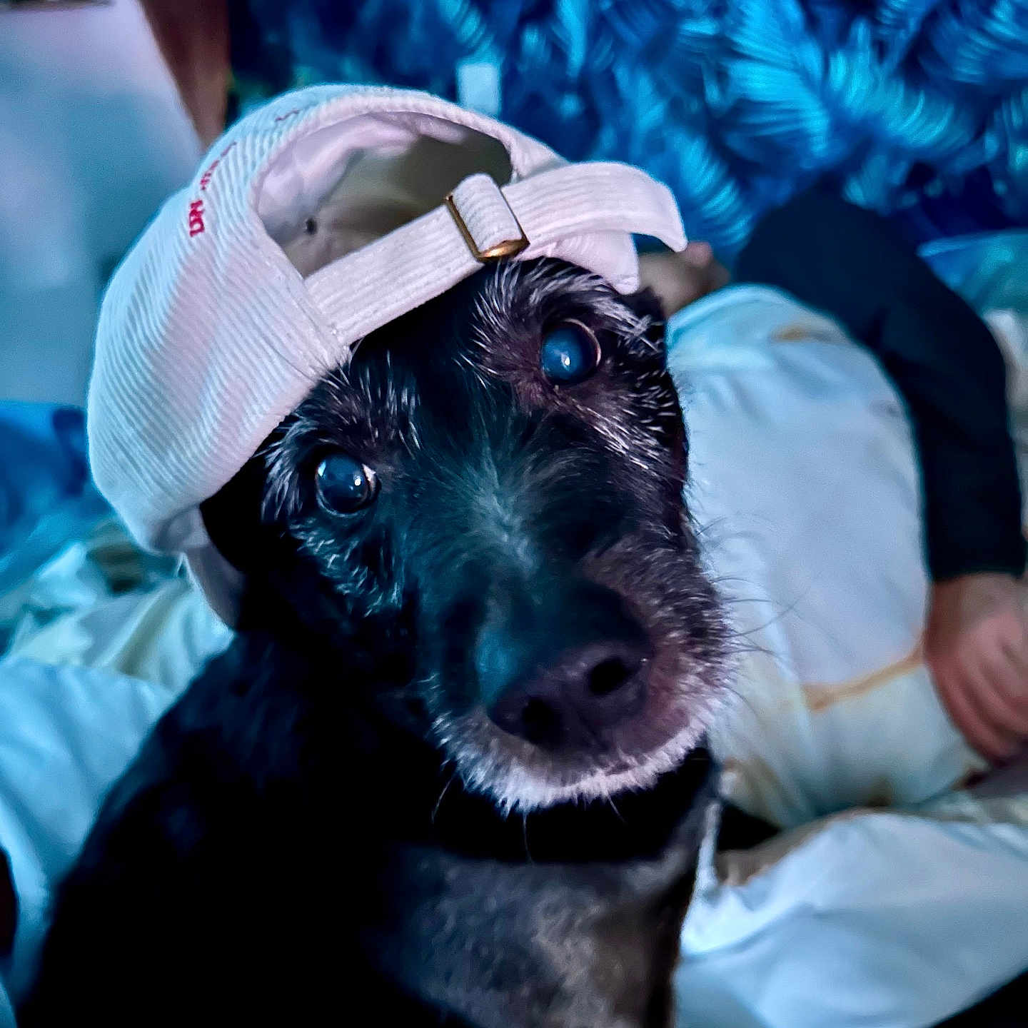 Doby participe au concours pour gagner de l'argent avec cette photo : animal_portrait, baseball_cap, bed, black_dog, blanket, blue_pattern, casual, close_up, curious_look, cute, dog, domestic_animal, fabric, face, human_hand, indoor, person, pet, resting, young_dog