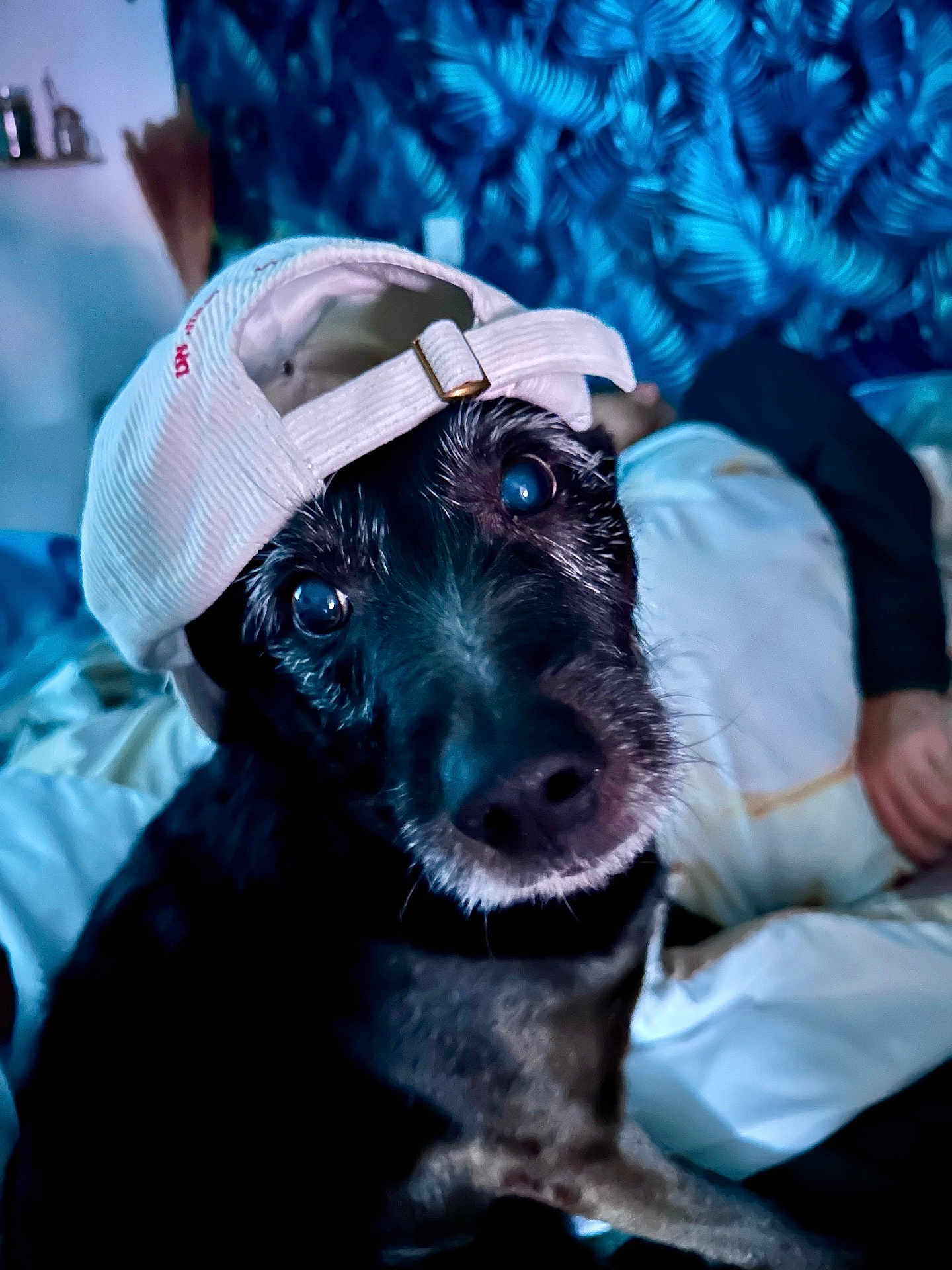 Doby participe au concours pour gagner de l'argent avec cette photo : dog, black_dog, baseball_cap, pet, indoor, bed, blanket, person, fabric, blue_pattern, curious_look, animal_portrait, close_up, cute, domestic_animal, resting, human_hand, casual, young_dog, face