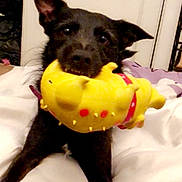 Doby participe au concours pour gagner de l'argent avec cette photo : dog, black_dog, toy, yellow_toy, bed, indoor, pet, playful, ears, curious, mouth, clothing, blanket, furniture, room, resting, animal, domestic_animal, cozy, cute