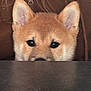 dog, shiba_inu, puppy, peeking, ears, eyes, fur, brown, curious, table, indoor, pet, cute, animal, face, closeup, adorable, young, looking, mischievous