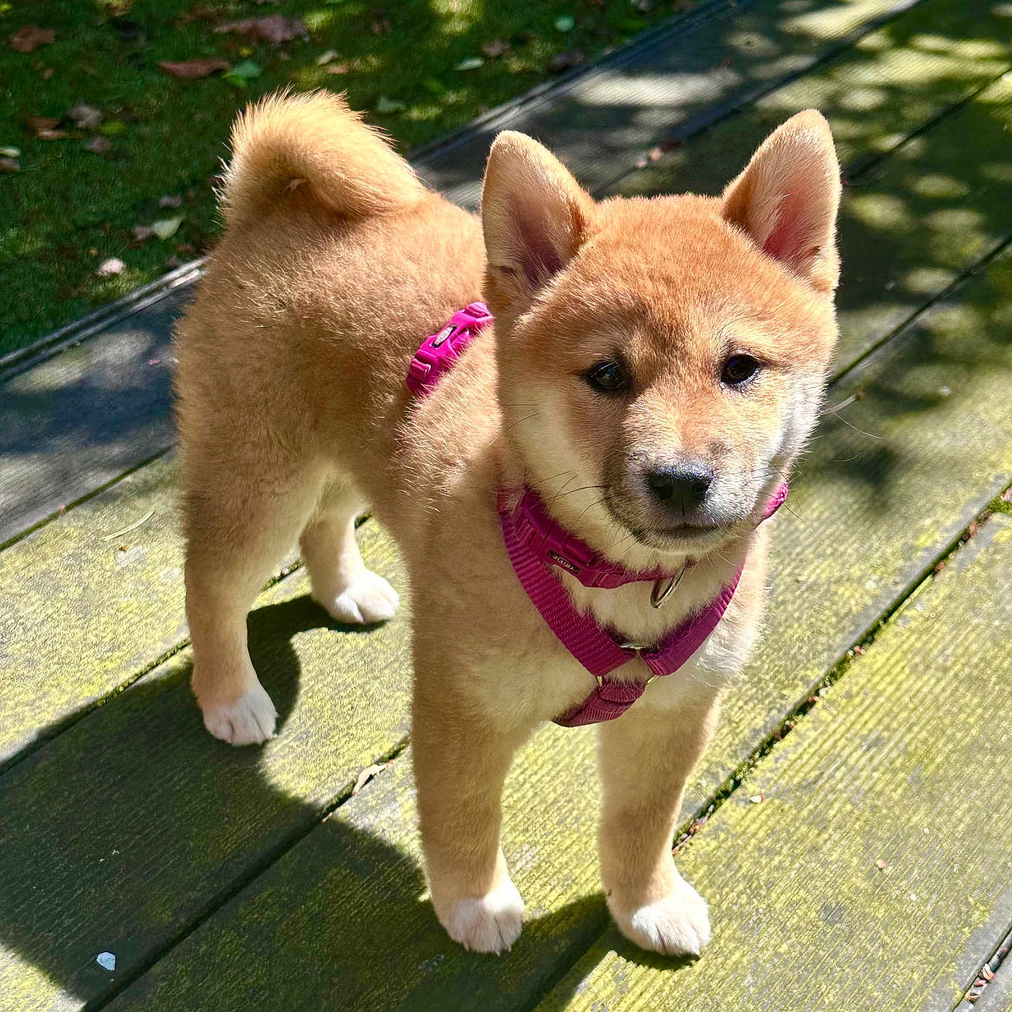 Nala participe au concours pour gagner de l'argent avec cette photo : adorable, animal, canine, cute, daylight, dog, fur, leaf, nature, outdoor, pet, pink_harness, playful, puppy, shadow, shiba_inu, standing, sunlight, wooden_deck, young_dog