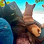 dog, black_dog, tan_dog, couch, beach, ocean, water, palm_trees, relaxing, companionship, animal, pet, outdoor, sunny, nature, paw, back_view, furry, resting, summer