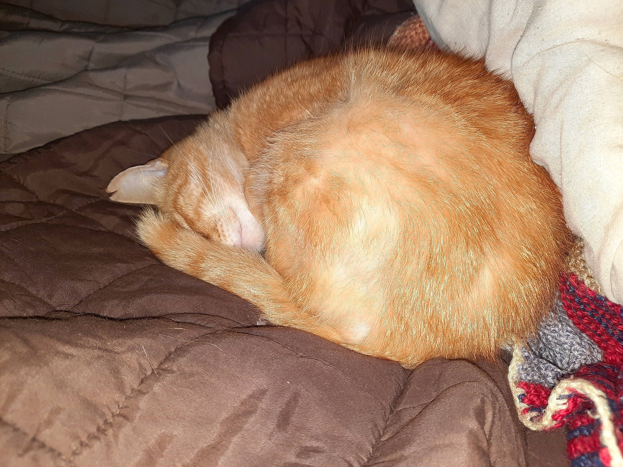 Spirou participe au concours pour gagner de l'argent avec cette photo : bedtime, canidae, carnivore, cat, comfort, companion_dog, dog_breed, fawn, felidae, fur, liver, nap, paw, pet_supply, small_to_medium_sized_cats, snout, sporting_group, tail, terrestrial_animal, whiskers