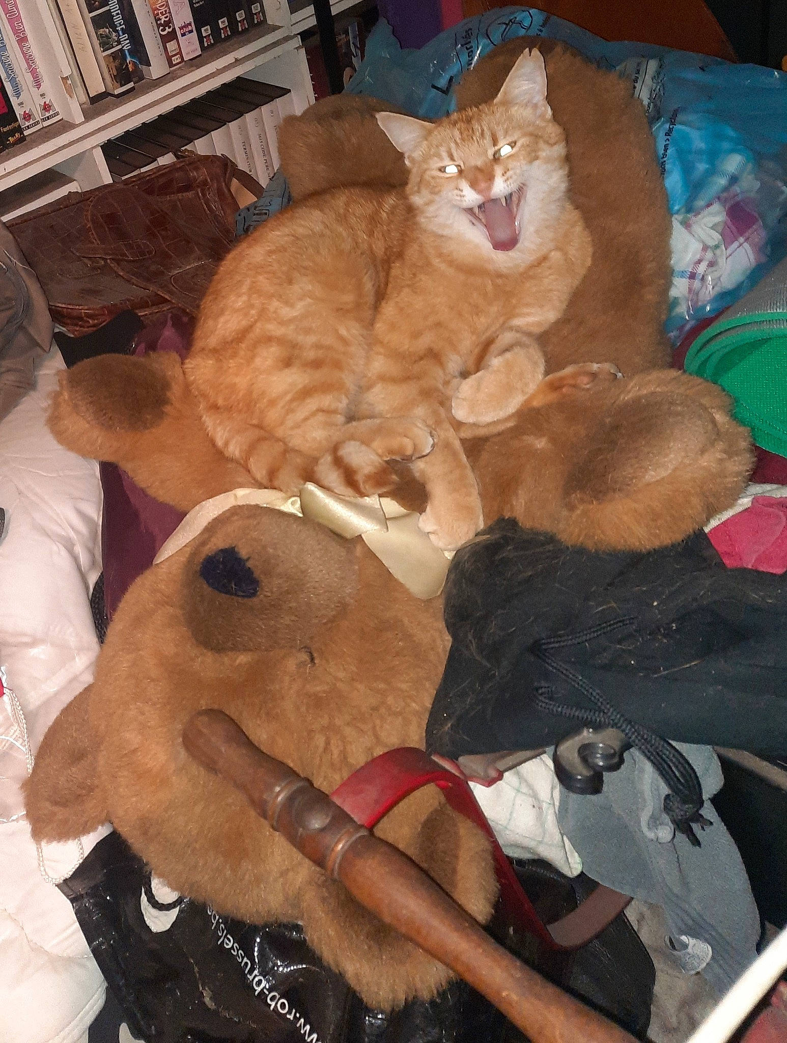 Spirou a rejoint le concours — aidez-le/la à gagner de superbes lots ! bookcase, carnivore, cat, comfort, companion_dog, domestic_short_haired_cat, fawn, felidae, fur, hat, lap, paw, room, shelf, small_to_medium_sized_cats, stuffed_toy, tail, teddy_bear, toy, whiskers