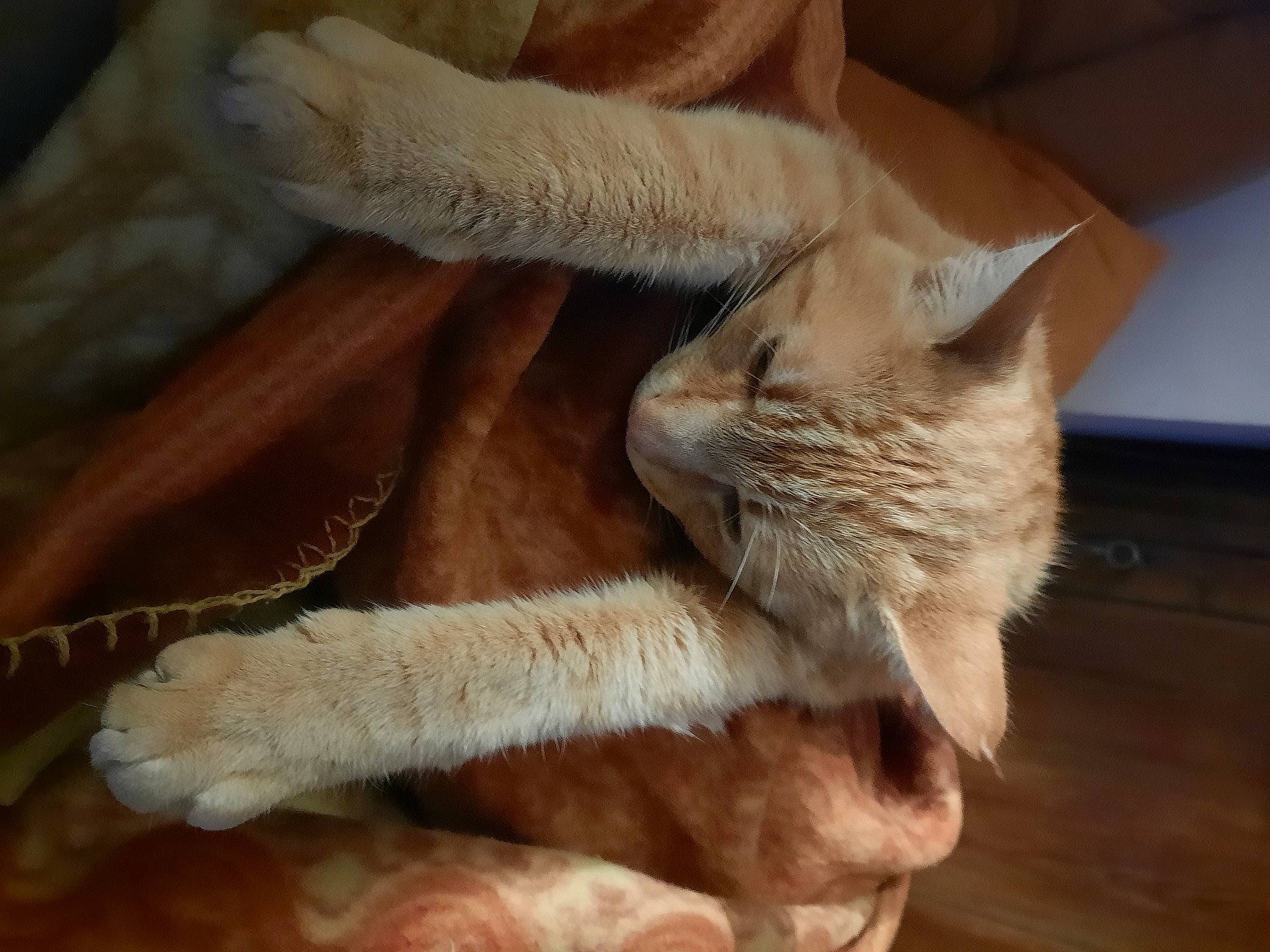 Spirou participe au concours pour gagner de l'argent avec cette photo : carnivore, cat, cat_bed, cat_supply, claw, comfort, domestic_short_haired_cat, fawn, felidae, flooring, fur, hardwood, nap, paw, small_to_medium_sized_cats, snout, tail, terrestrial_animal, whiskers, wood